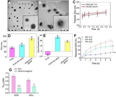 Evaluating the Treatment Efficacy of Nano-Drug in a Lung Cancer Model Using Advanced Functional Magnetic Resonance Imaging